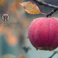 Potatura, quando e come operare in giardino e nel frutteto